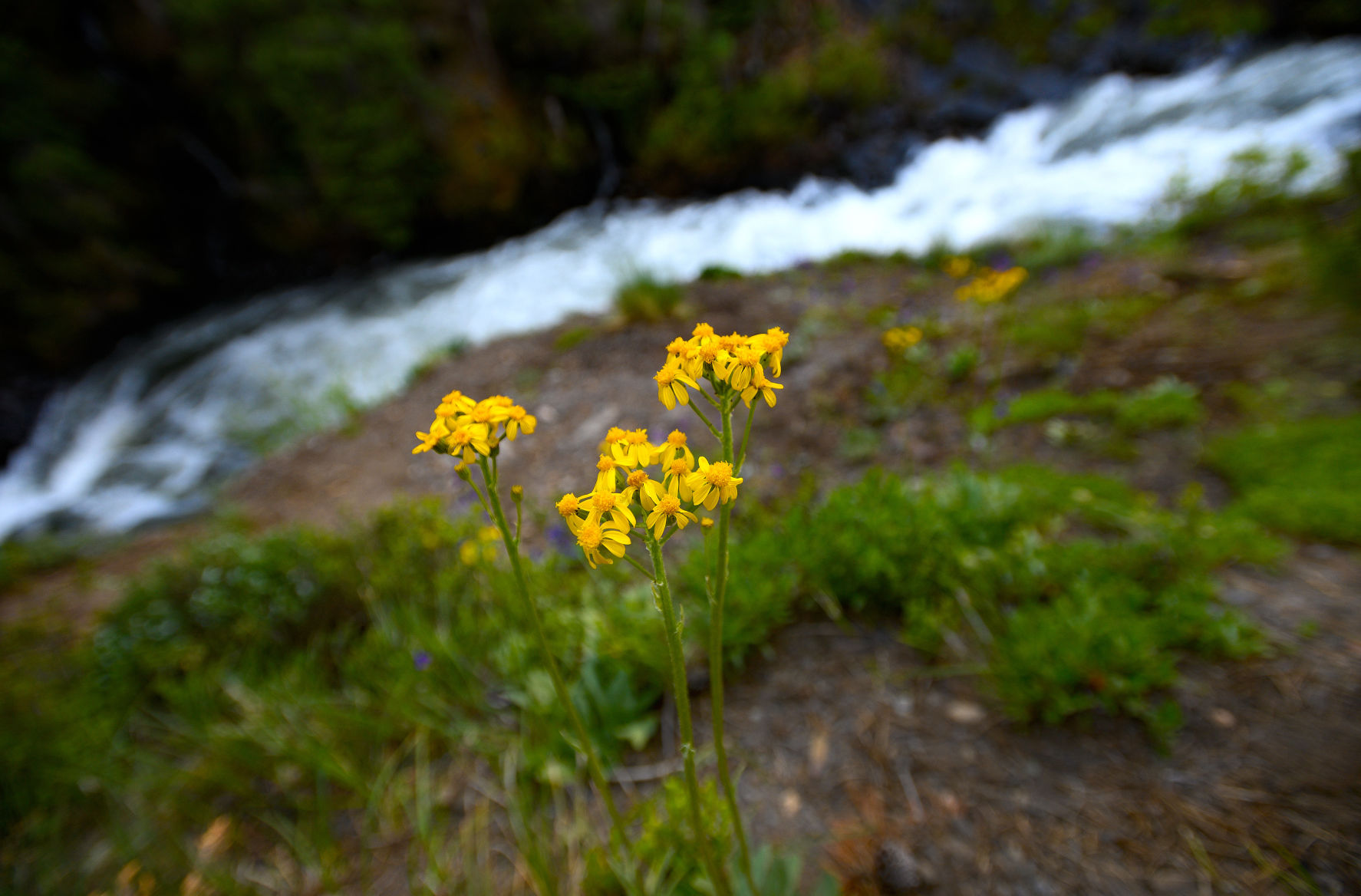 06_28_19 wildflowers0797.jpg